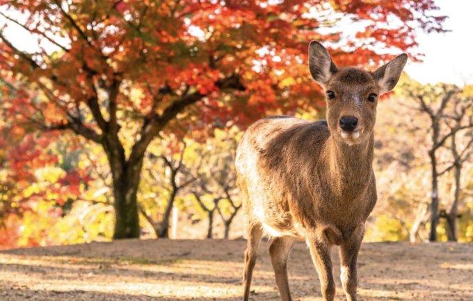日本紅葉2024｜15個人氣日本賞楓景點推介+最新紅葉預測時間