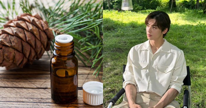 一文看清雪松精油禁忌、功效及搭配技巧！溫暖木質香讓人上癮+附雪松香水/精油/擴香推薦