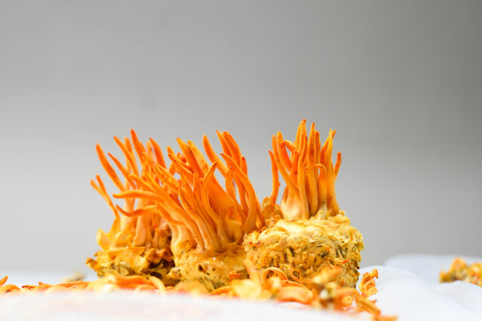 iHerb蟲草推薦2025｜必知5大蟲草功效+增強免疫力/鼻敏感蟲草保健品推介